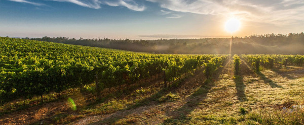 Why dry red wine never goes out of fashion