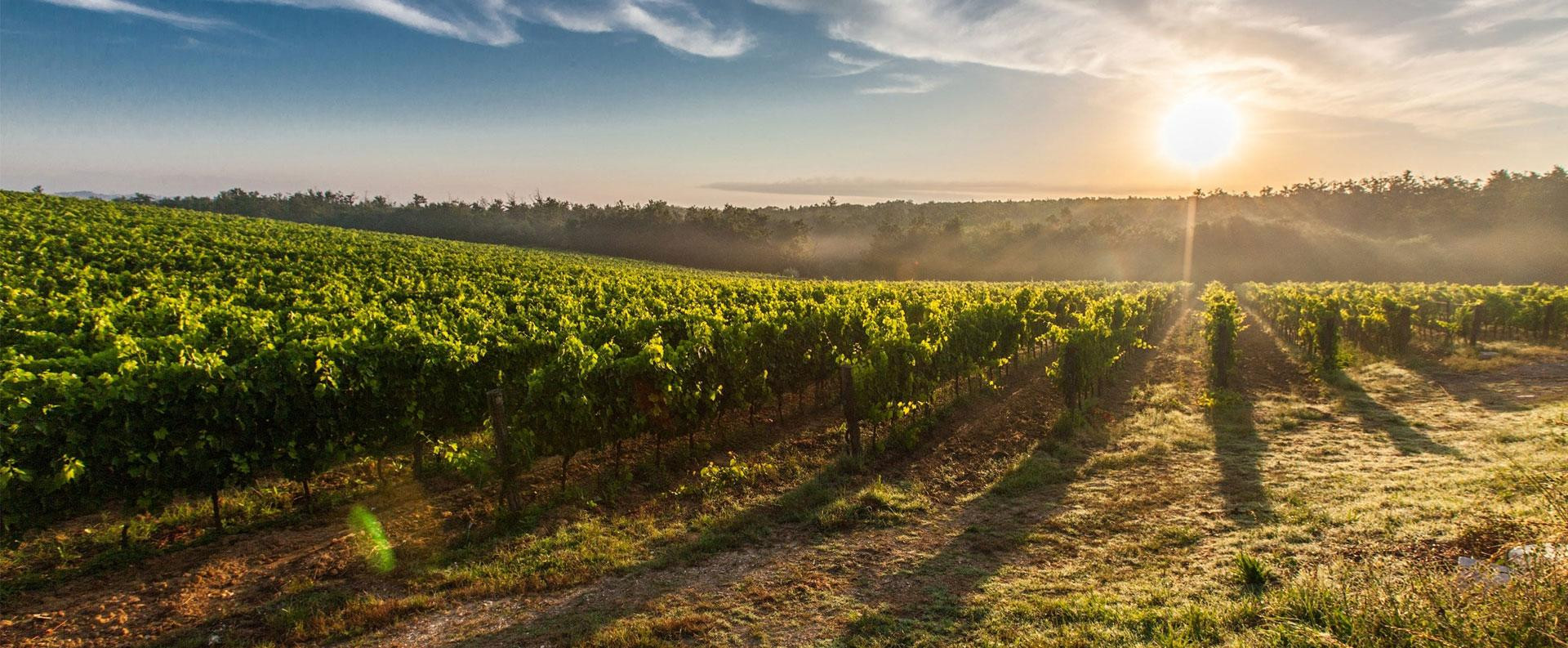 Why dry red wine never goes out of fashion